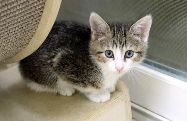 Entenmann, adopted, Kitten Male Domestic Short Hair.