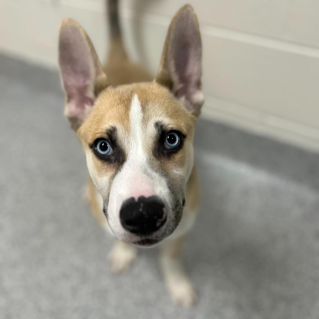 Croc, Adoptable, Puppy Male Husky & Mixed Breed.
