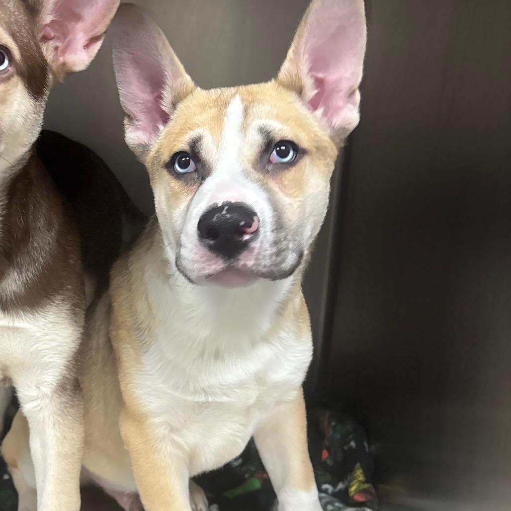 Enlarge Croc, a Adoptable mixed breed in Grand Rapids, MI image 1/1