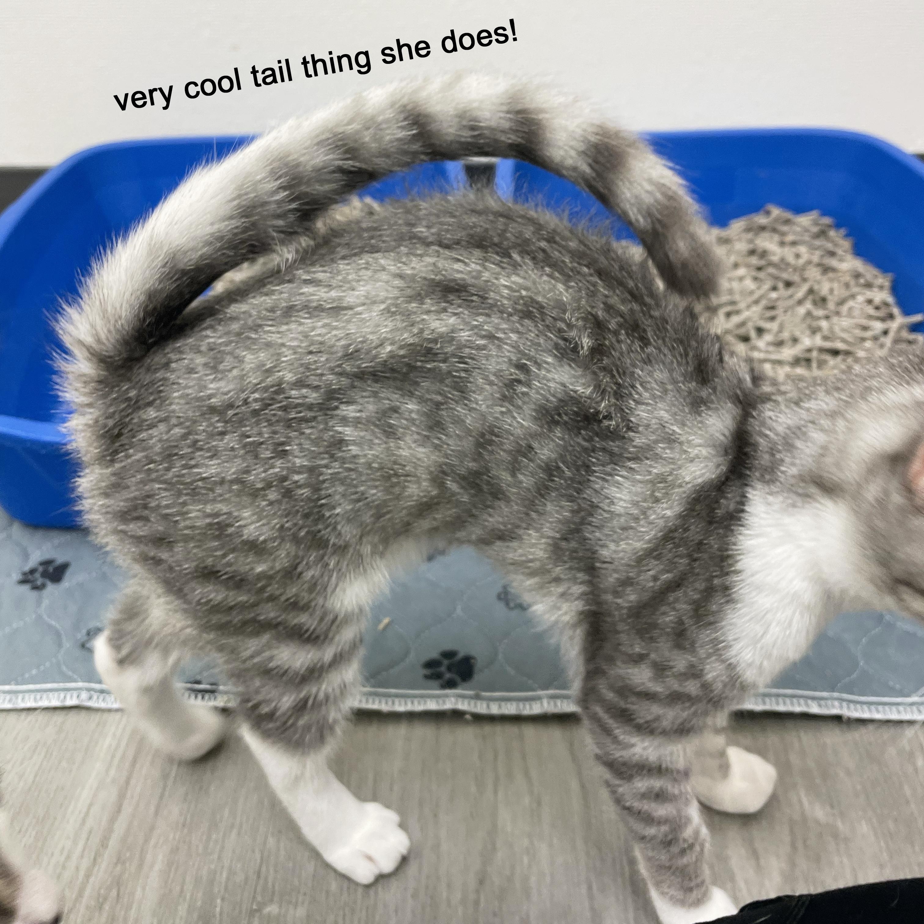 Enlarge Goomba, a Adoptable Domestic Short Hair in Walnut Creek, CA image 4/5