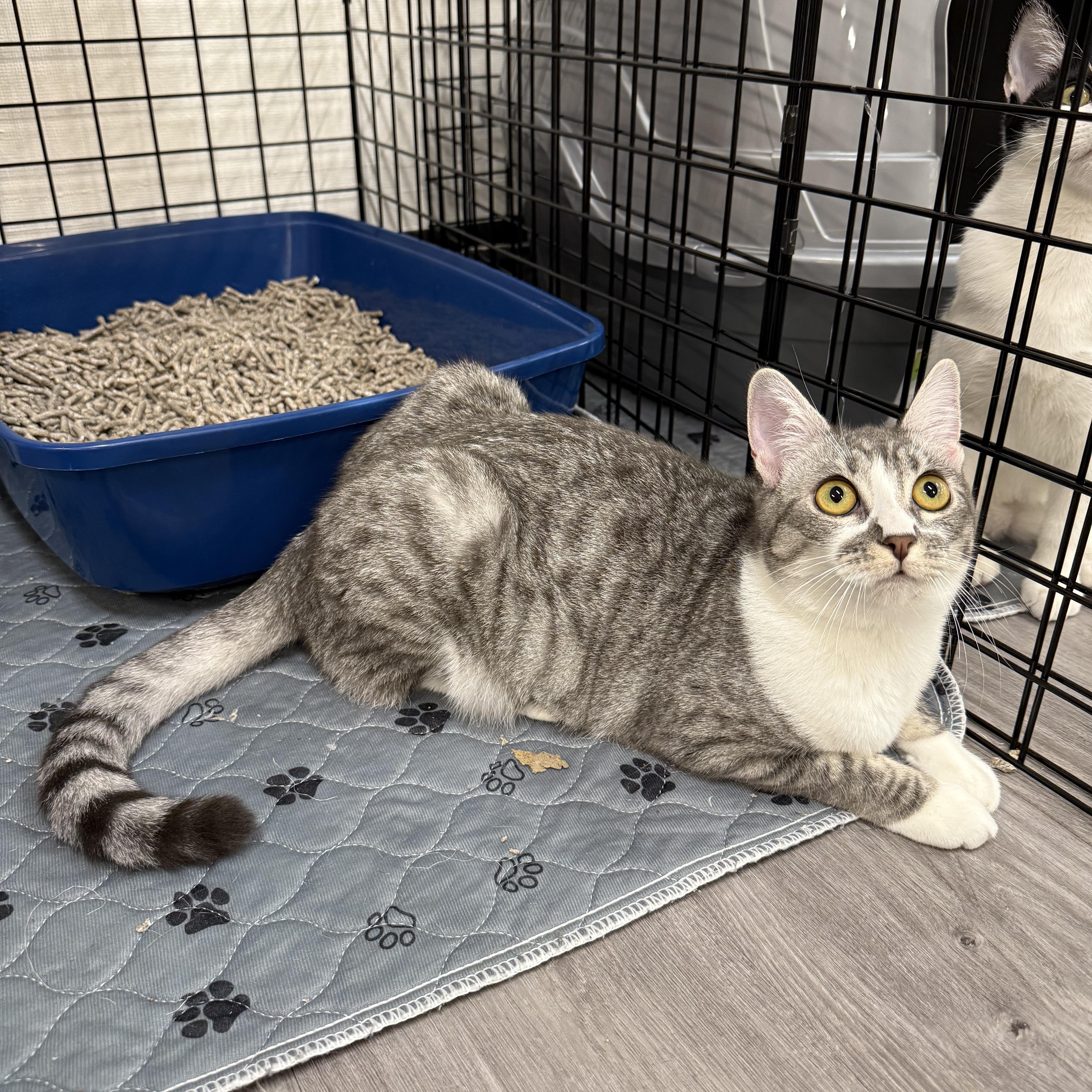 Enlarge Goomba, a Adoptable Domestic Short Hair in Walnut Creek, CA image 2/5