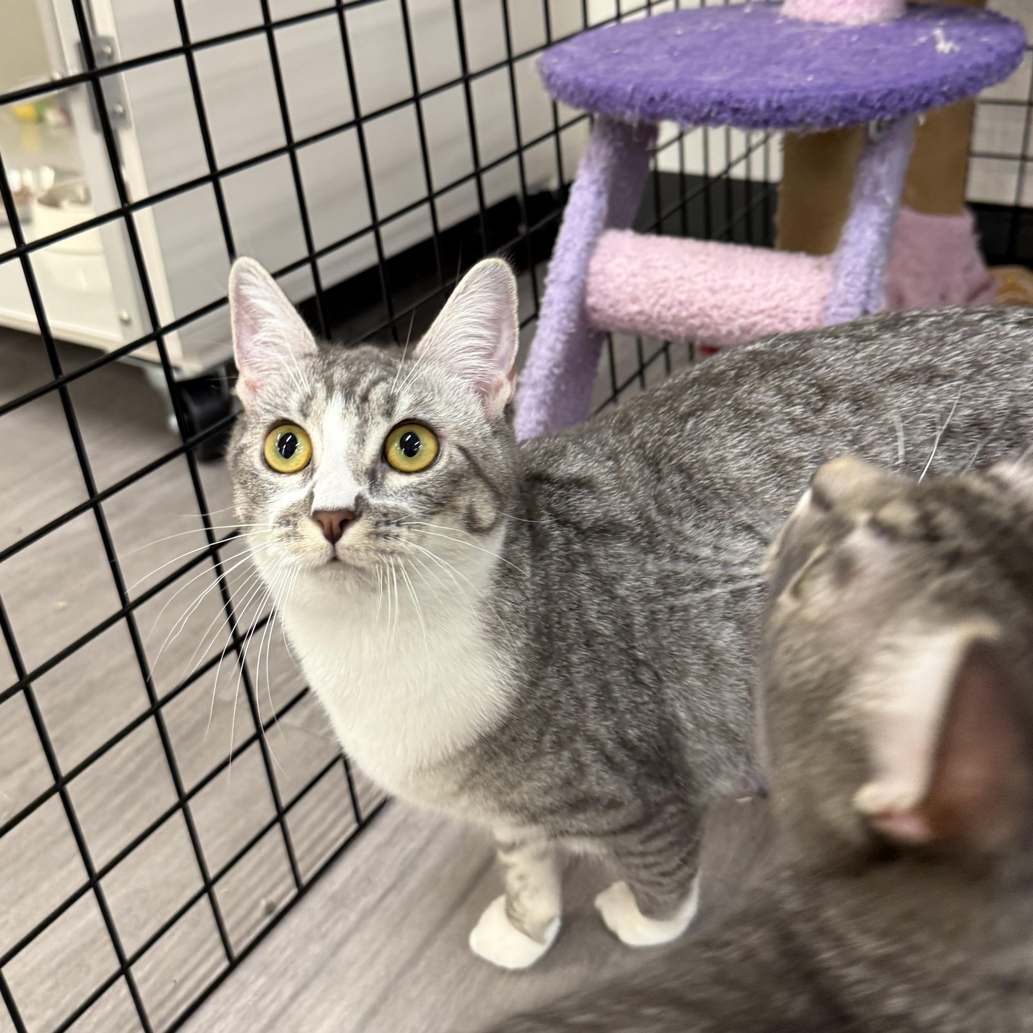 Goomba, Adoptable, Kitten Female Domestic Short Hair.