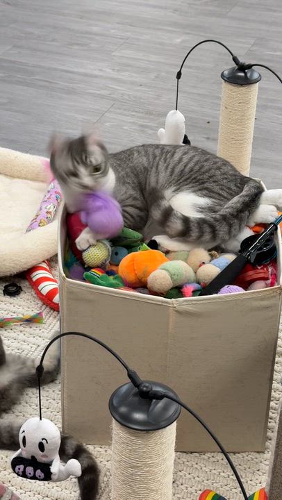 Enlarge Goomba, a Adoptable Domestic Short Hair in Walnut Creek, CA video 5/5