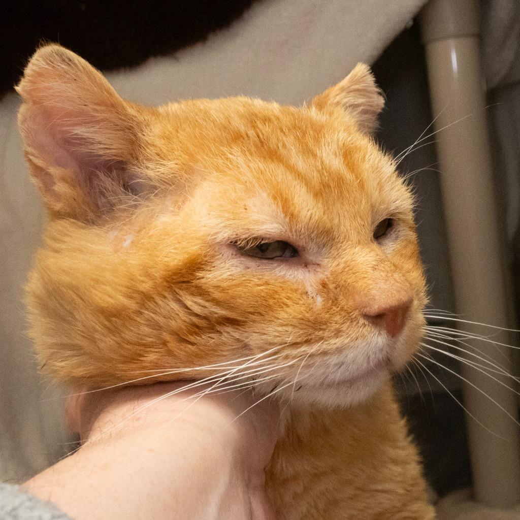 Terry, Adoptable, Senior Male Domestic Short Hair.