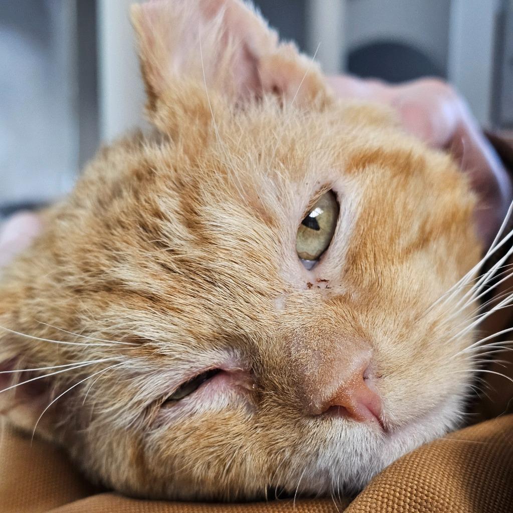 Enlarge Terry, a Adoptable mixed breed in Shoreline, WA image 2/4