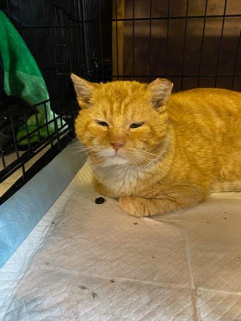 Enlarge Terry, a Adoptable mixed breed in Shoreline, WA image 3/4