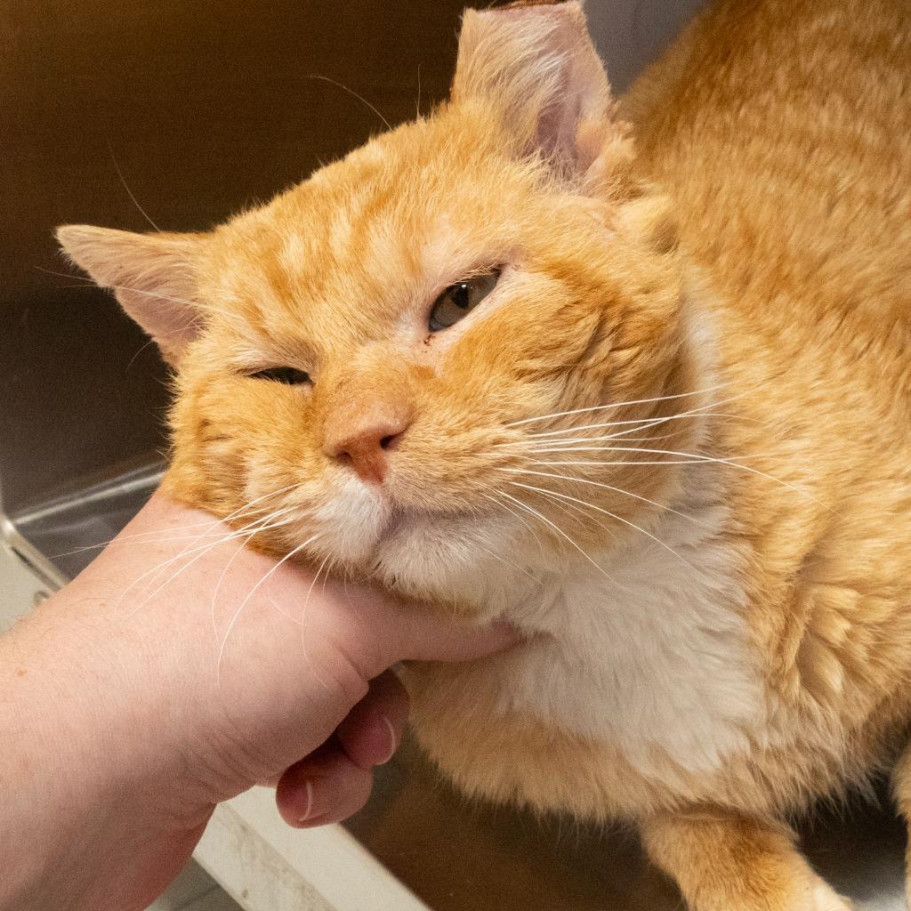 Enlarge Terry, a Adoptable mixed breed in Shoreline, WA image 4/4