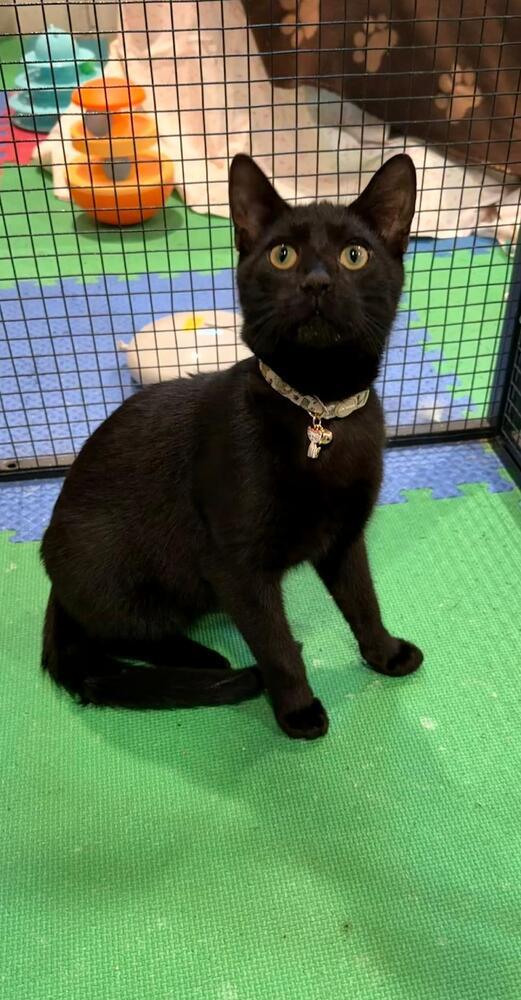 MEATBALL, Adoptable, Kitten Male Domestic Short Hair.