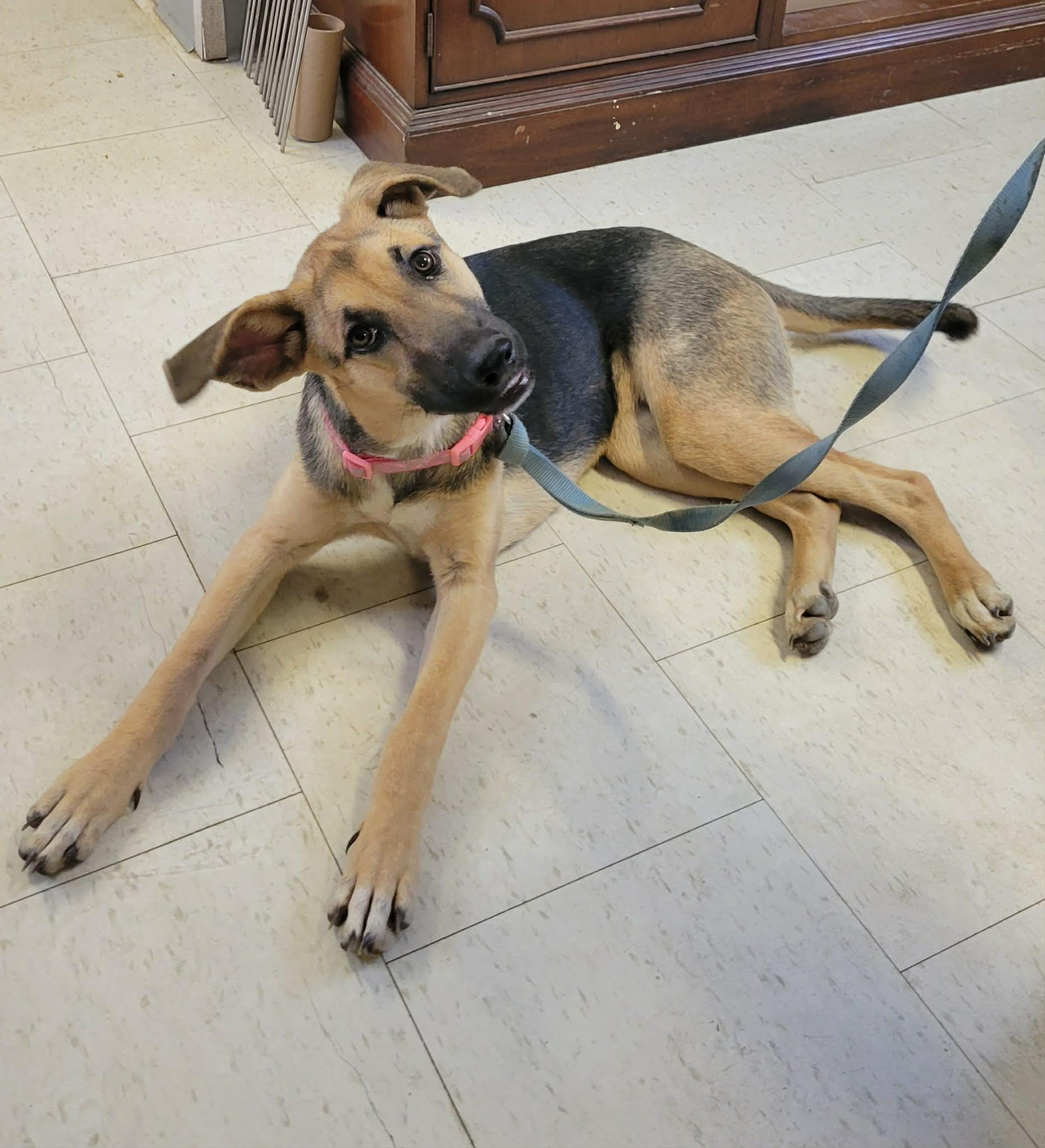 Enlarge Beth, an adopted German Shepherd Dog in LaPlace, LA image 1/3