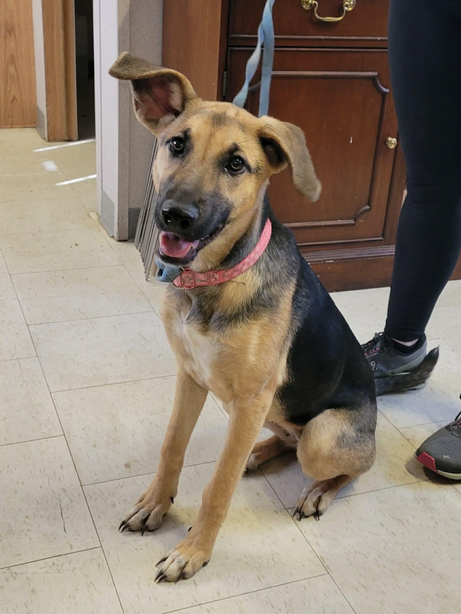 Enlarge Beth, an adopted German Shepherd Dog in LaPlace, LA image 3/3