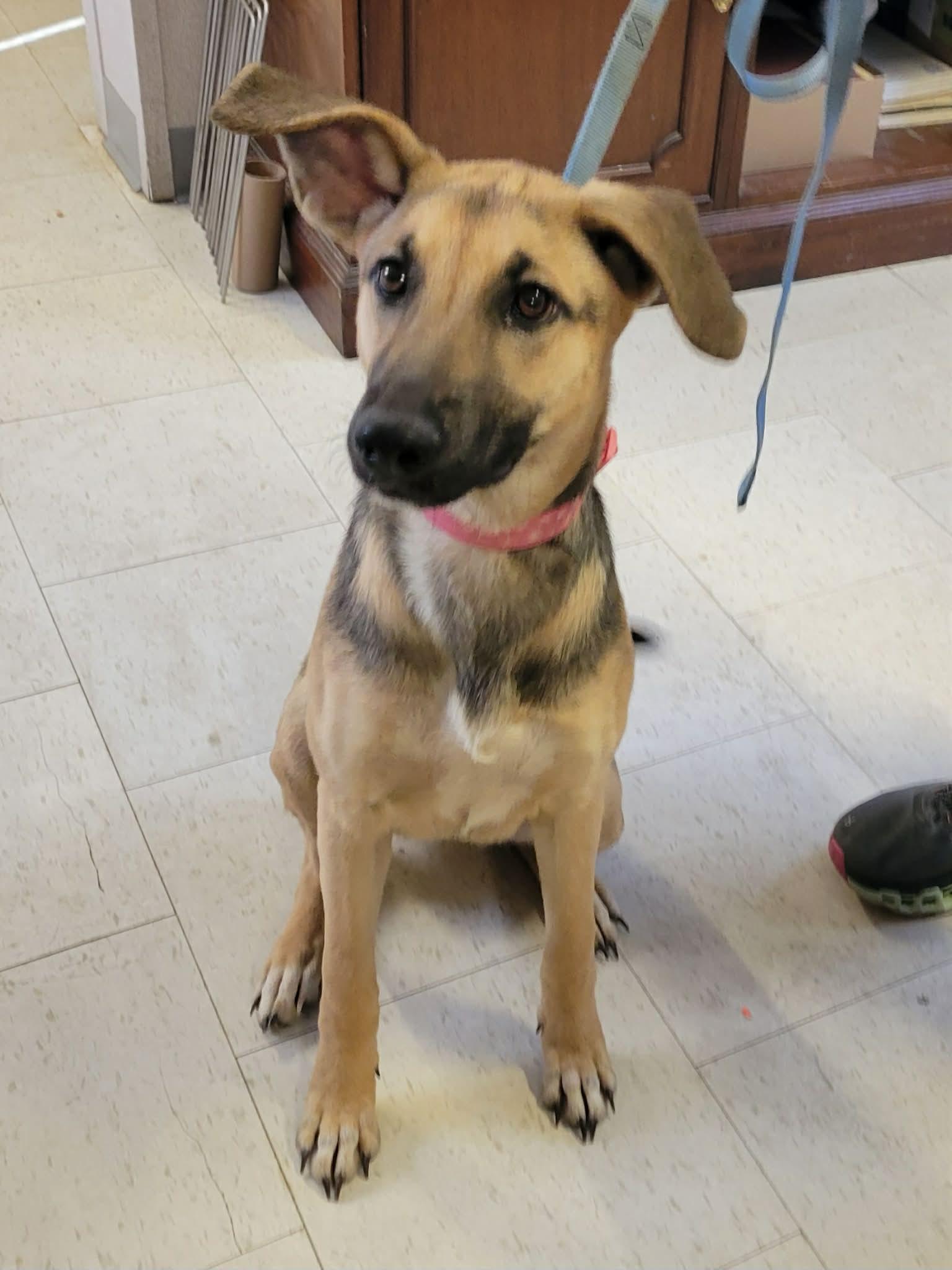 Enlarge Beth, an adopted German Shepherd Dog in LaPlace, LA image 2/3