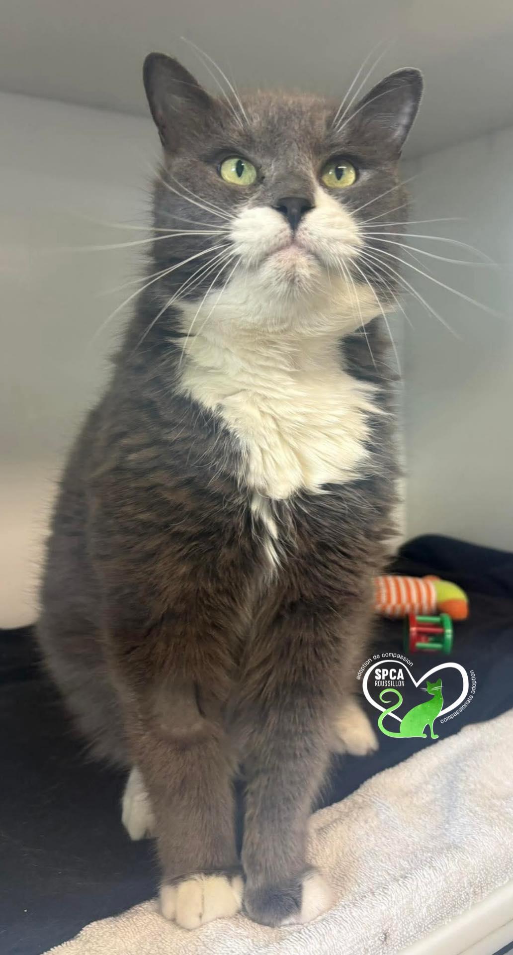 Gino, Adoptable, Senior Male Domestic Short Hair.