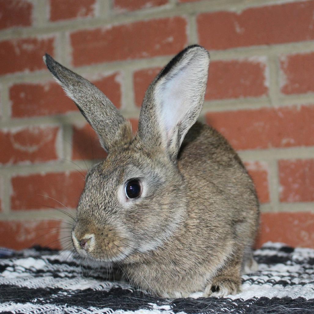 Klondike, Adoptable, Baby Female Rex.