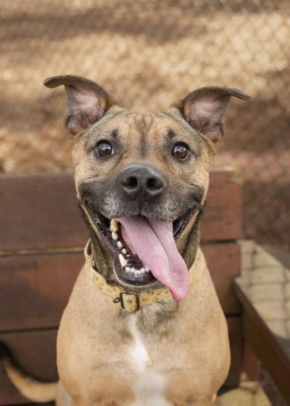 Enlarge Snickers 50520, an adopted mixed breed in Aiken, SC image 1/3