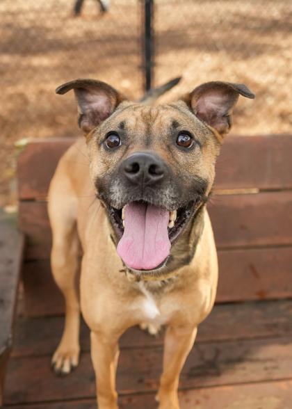 Enlarge Snickers 50520, an adopted mixed breed in Aiken, SC image 2/3