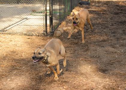 Enlarge Snickers 50520, an adopted mixed breed in Aiken, SC image 3/3