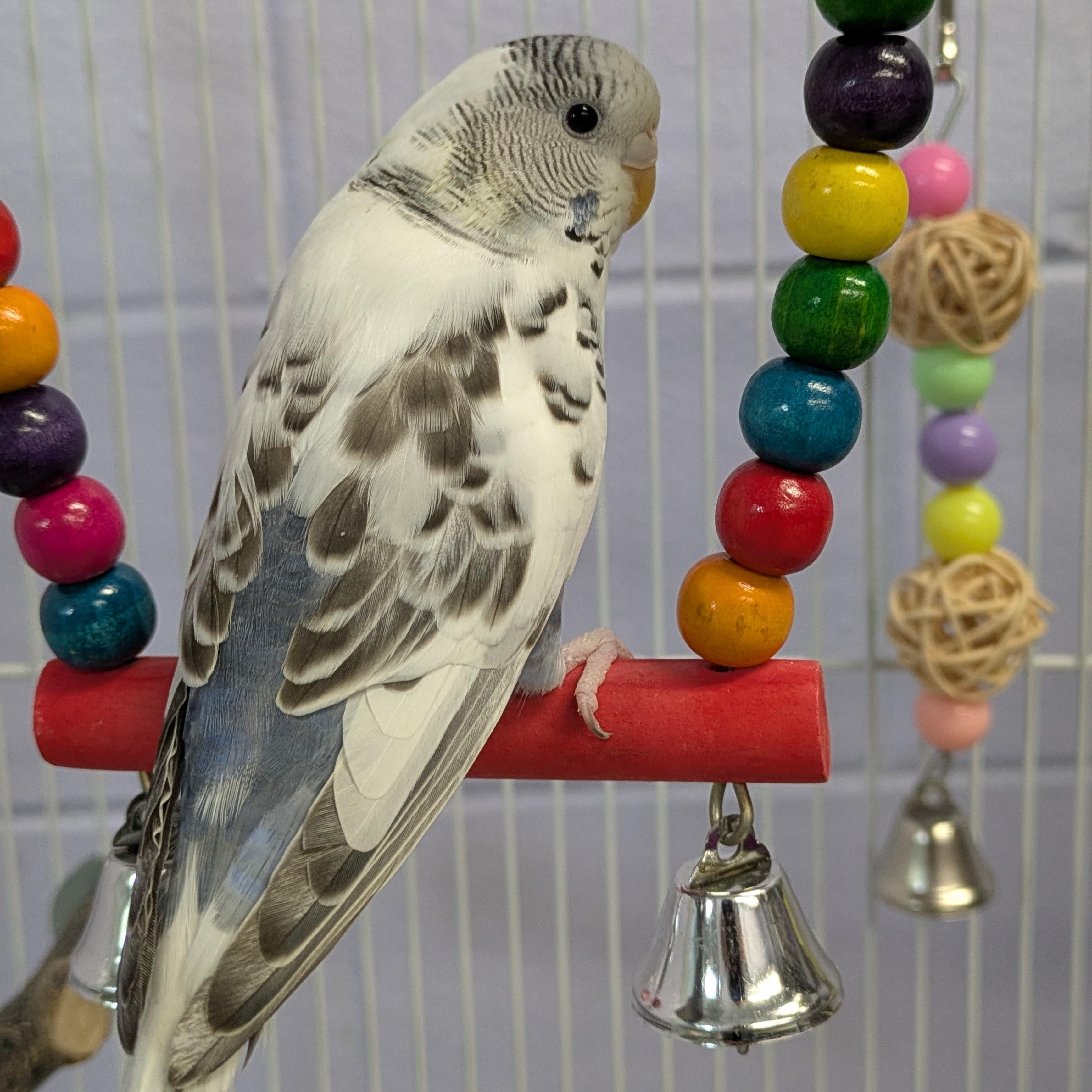 Blue, adopted, Adult Unknown Parakeet (Other).