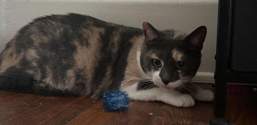 Whimsy, Adoptable, Young Female Domestic Short Hair.