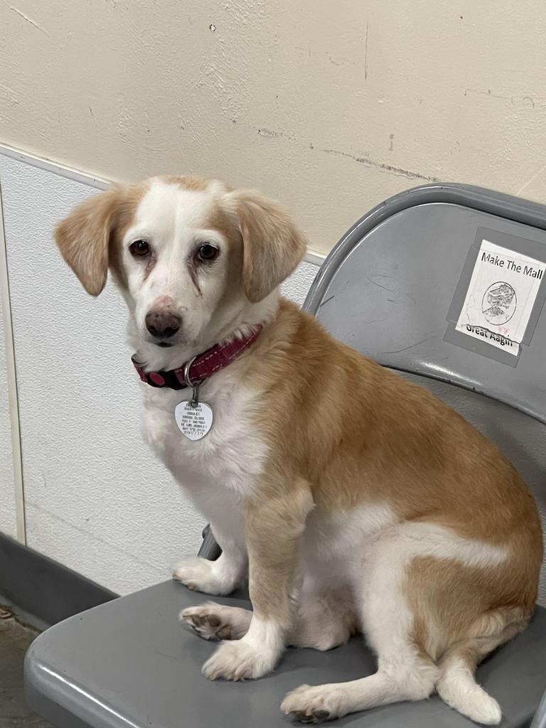 Mocha, Adoptable, Senior Female Terrier & Beagle.