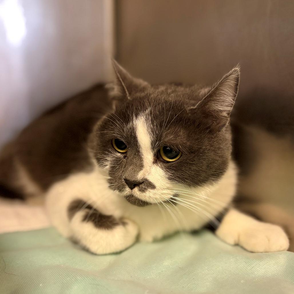 Enlarge Stubs, a Adoptable Domestic Short Hair in Chehalis, WA image 1/1