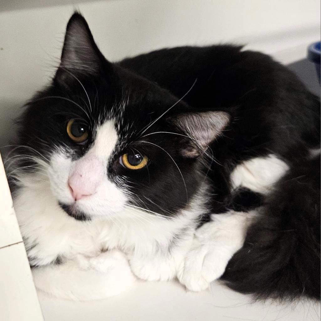 Guy Diamond, Adoptable, Adult Male Domestic Short Hair.