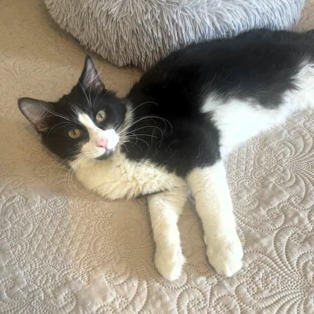 Guy Diamond, a Adoptable Domestic Short Hair in Lake Jackson, TX image 2/3