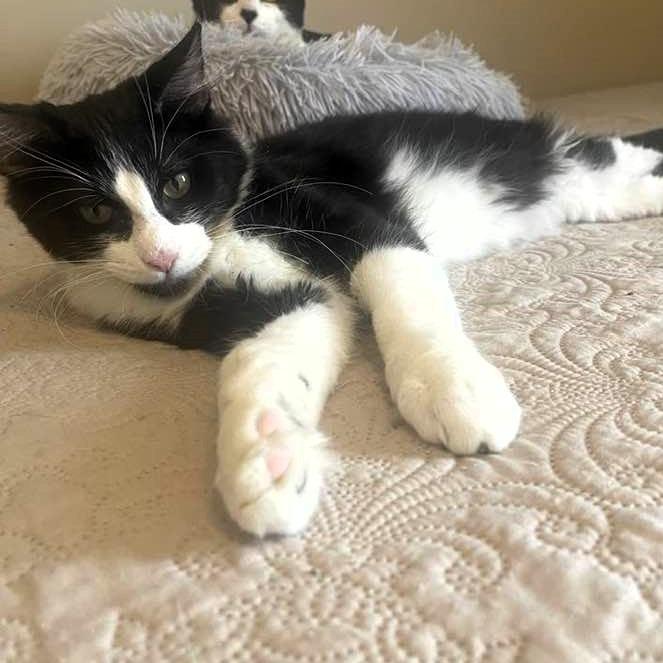 Guy Diamond, a Adoptable Domestic Short Hair in Lake Jackson, TX image 3/3