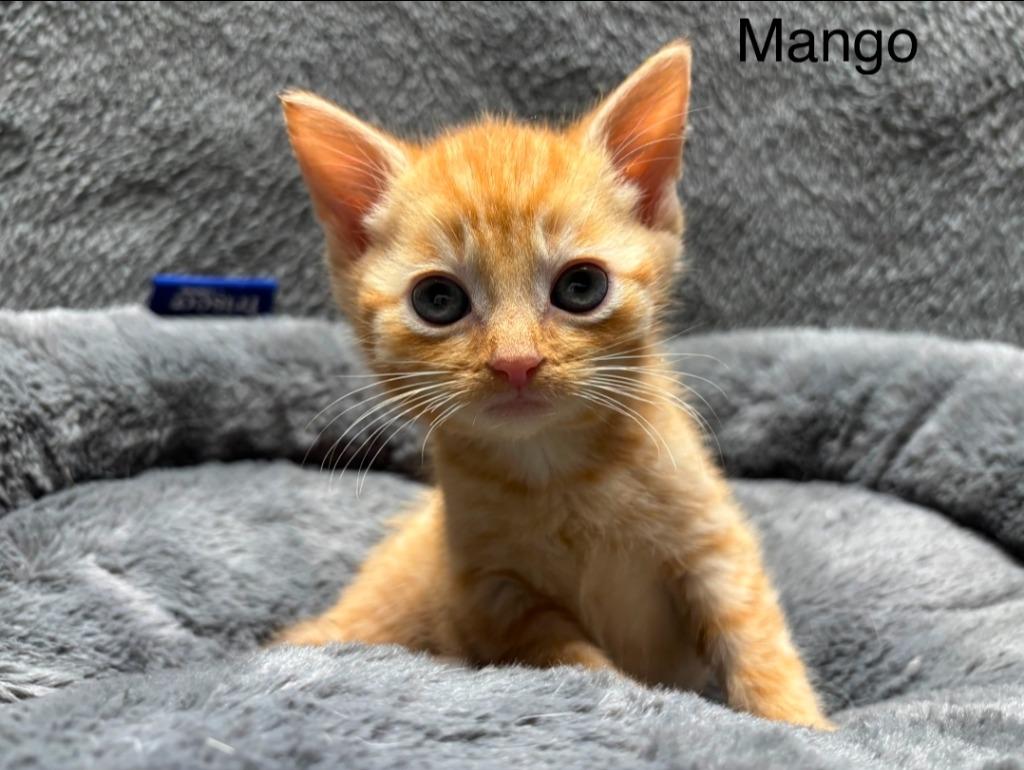 Mango, Adoptable, Kitten Male Domestic Short Hair.