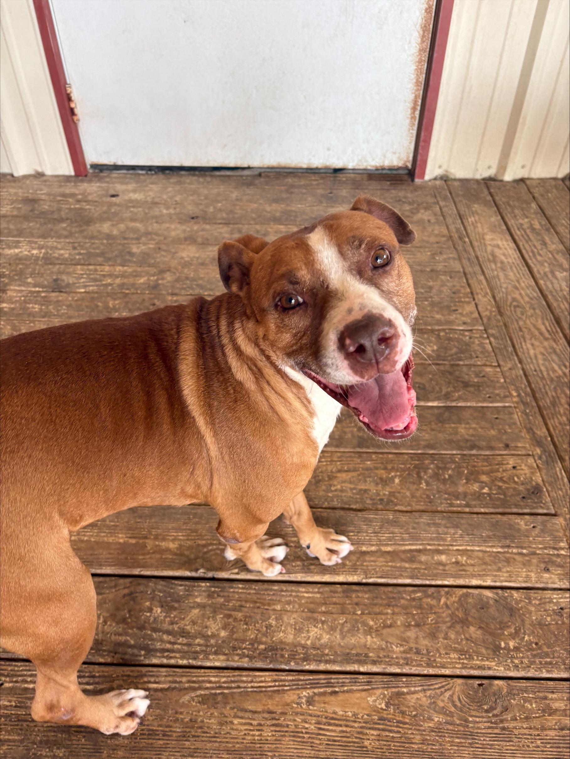 Chato, ADOPTABLE, Senior Male Pit Bull Terrier.