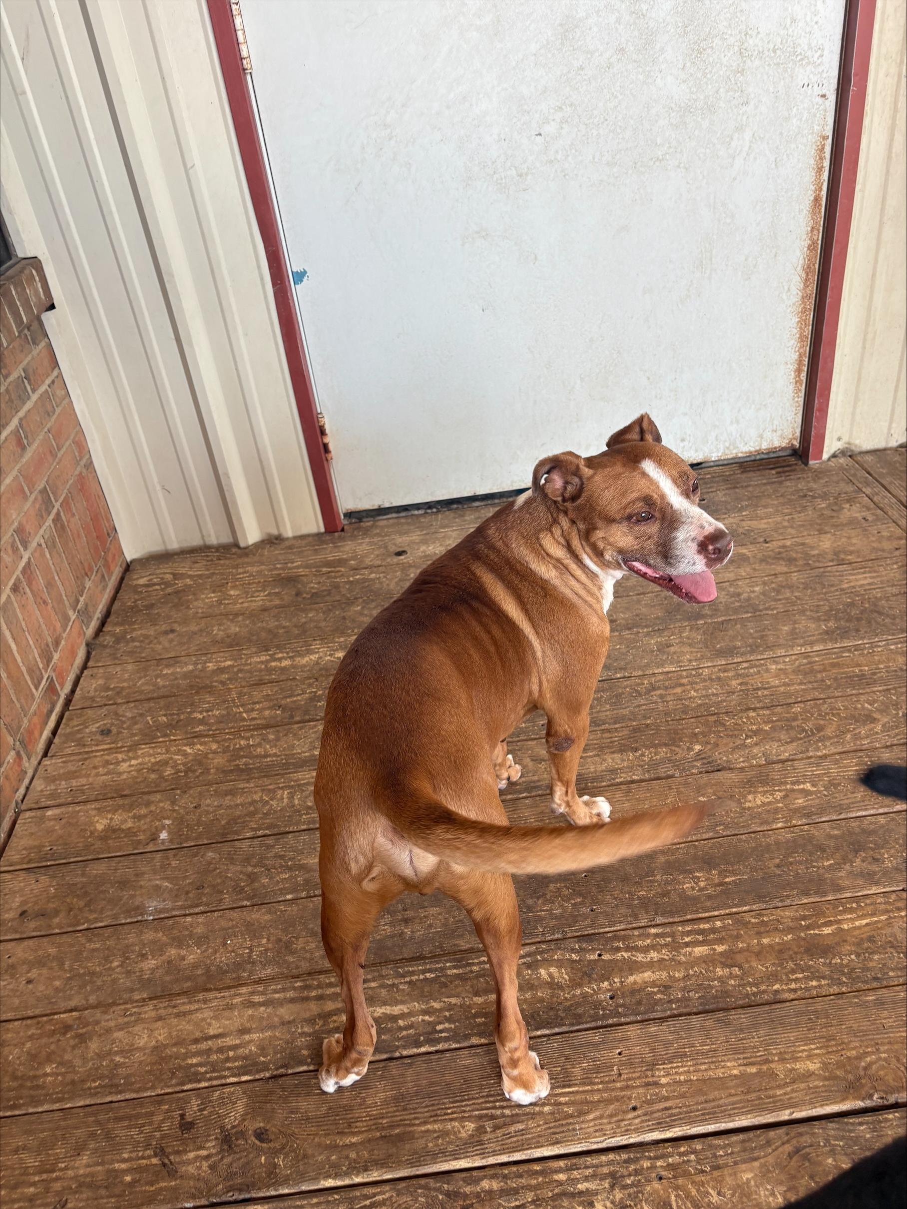 Enlarge Chato, a ADOPTABLE mixed breed in Fort Worth, TX image 2/4