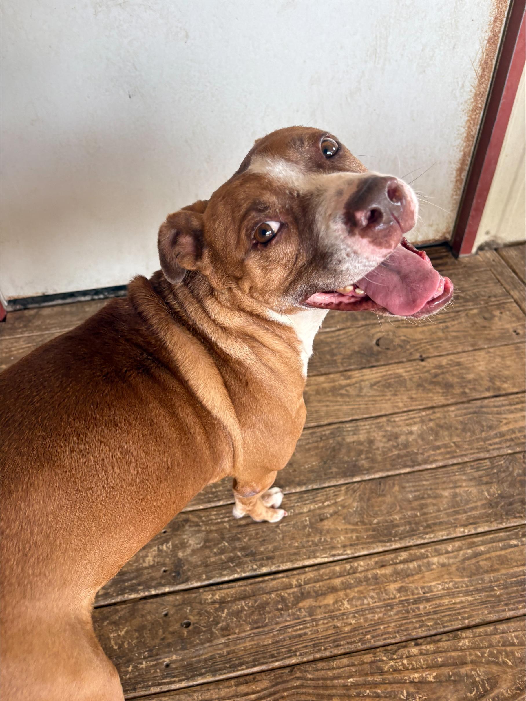 Enlarge Chato, a ADOPTABLE mixed breed in Fort Worth, TX image 3/4