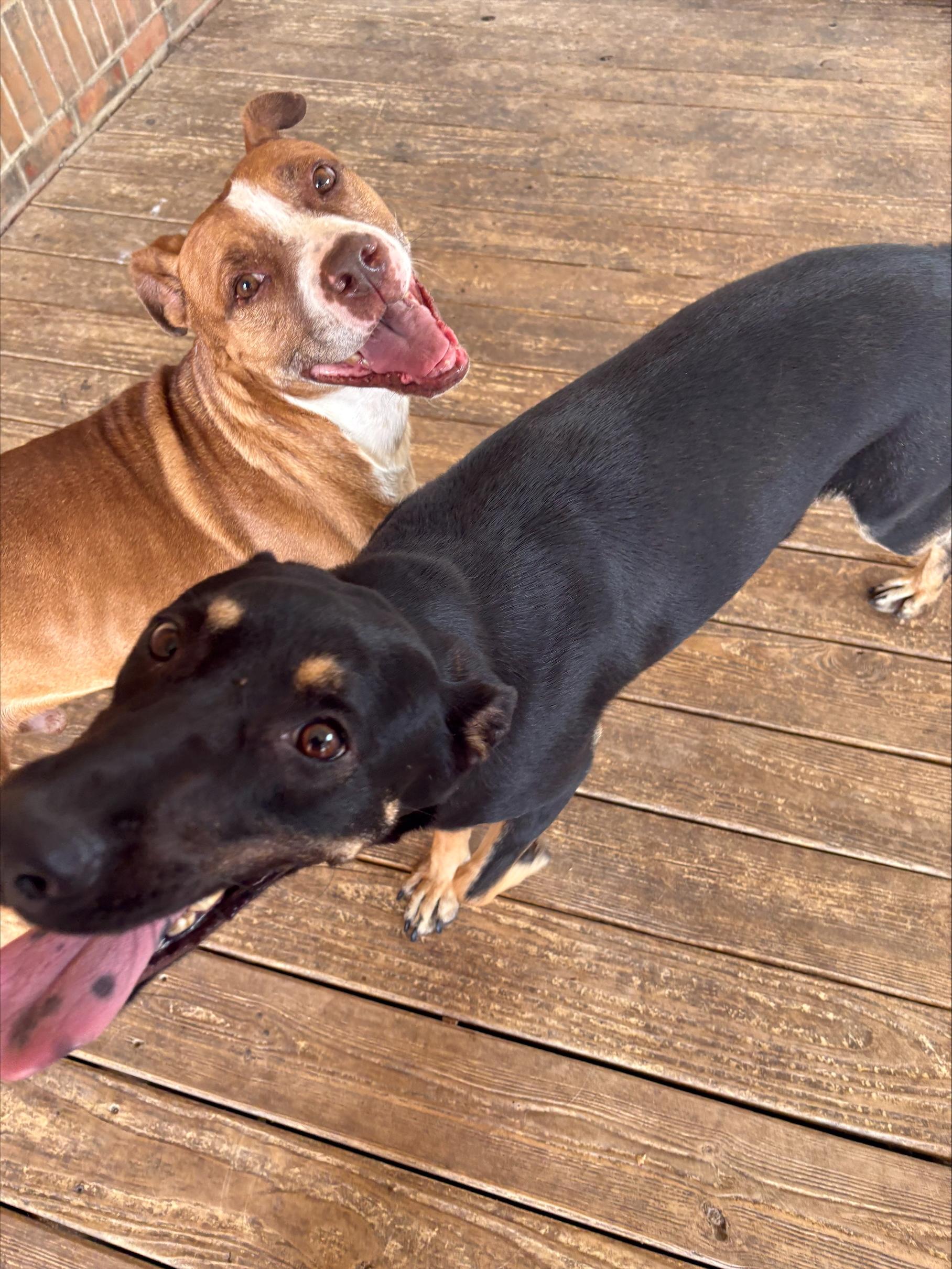 Chato, ADOPTABLE, Senior Male Pit Bull Terrier.