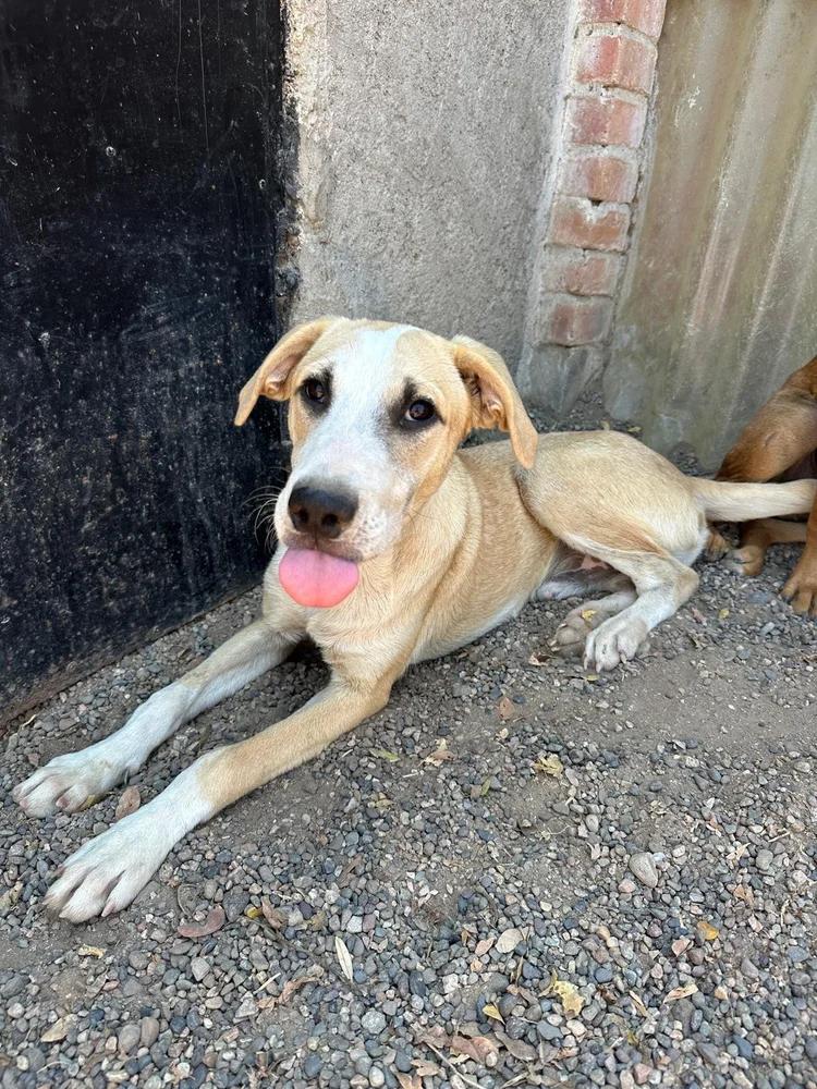 Enlarge Rafaello, an adopted Mixed Breed in Victoria, BC image 3/6