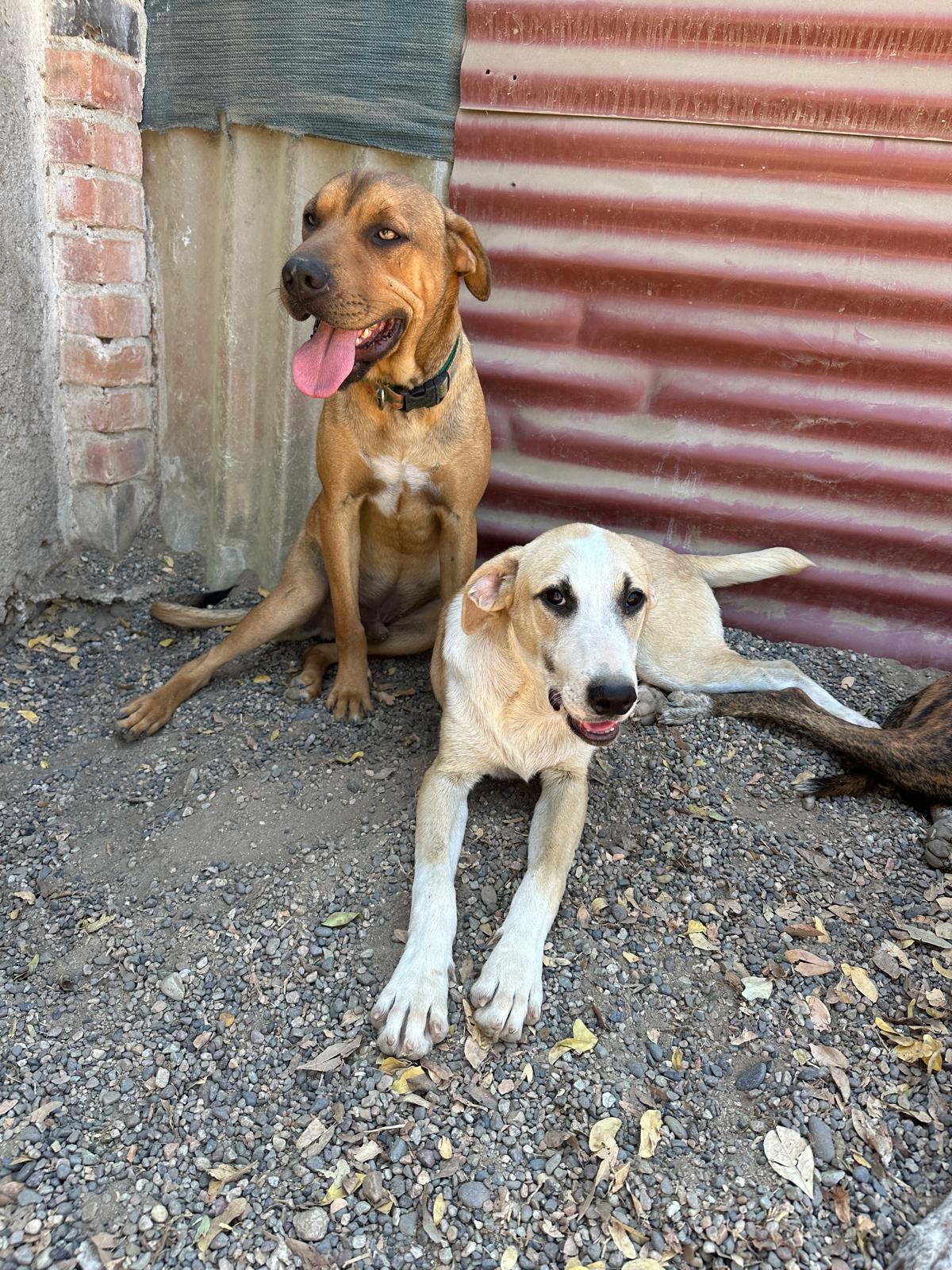 Enlarge Rafaello, an adopted Mixed Breed in Victoria, BC image 4/6