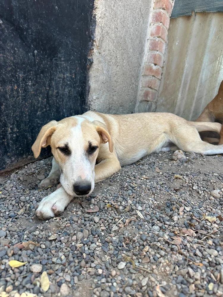 Enlarge Rafaello, an adopted Mixed Breed in Victoria, BC image 6/6