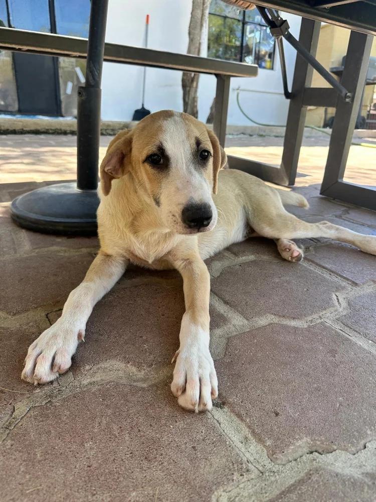 Enlarge Rafaello, an adopted Mixed Breed in Victoria, BC image 5/6