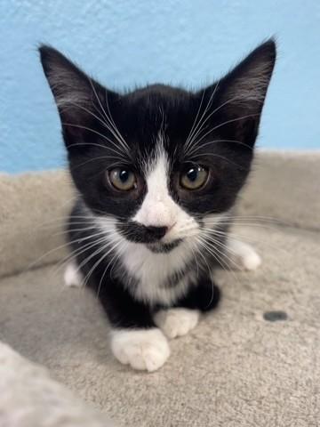 Jolene, Adoptable, Kitten Female Domestic Short Hair.