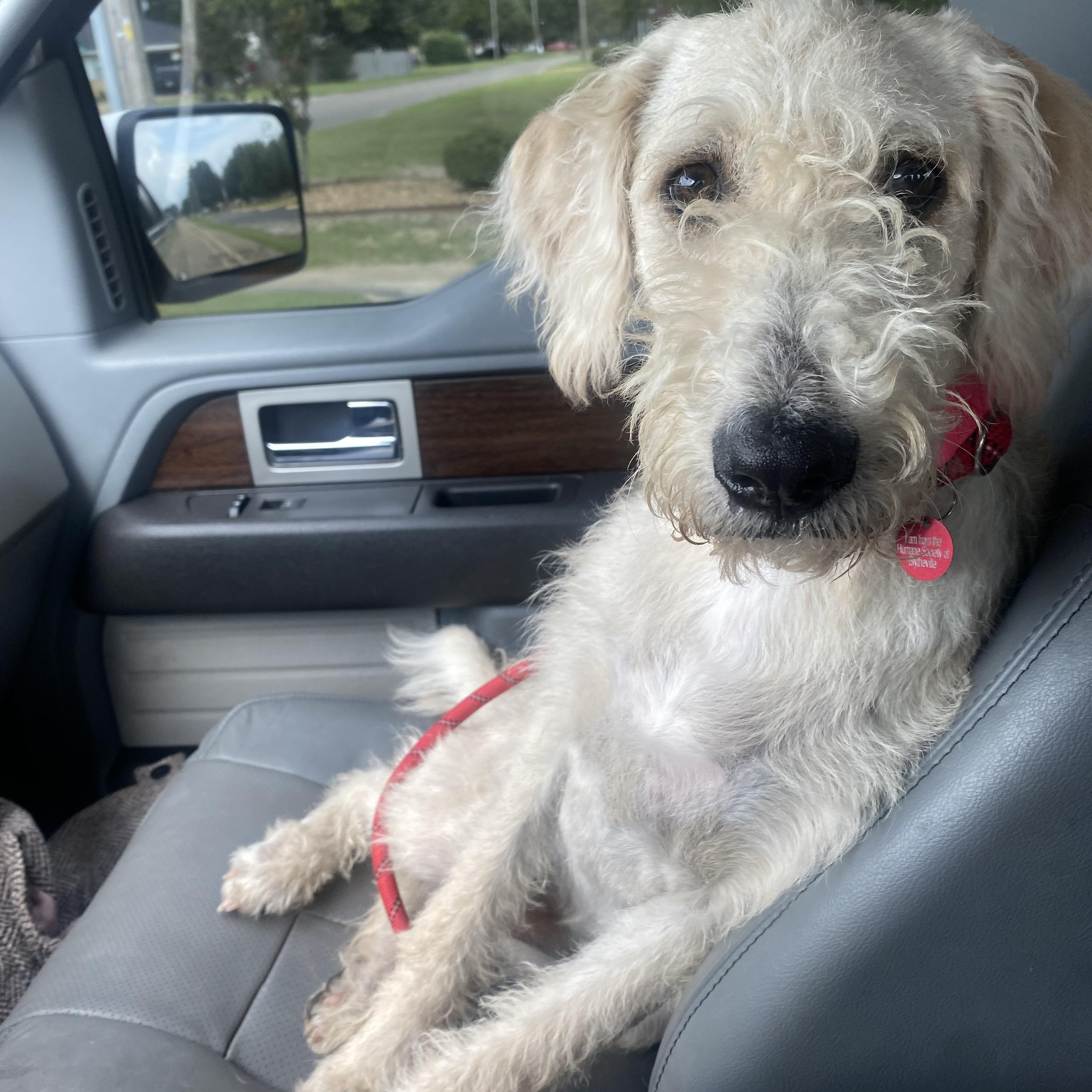 Enlarge Trish, an adopted mixed breed in Blytheville, AR image 3/3