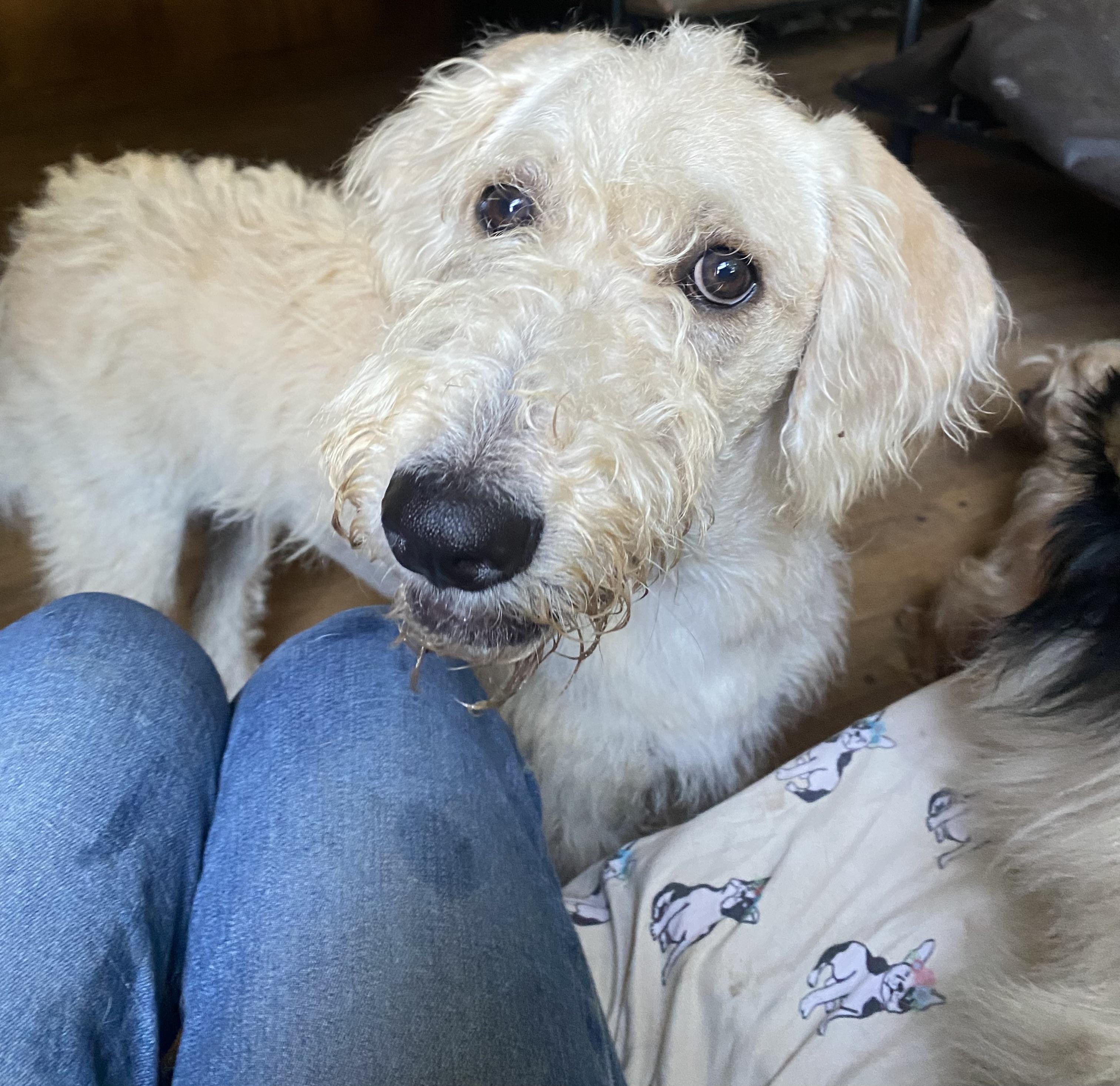 Trish, ADOPTABLE, Adult Female Labradoodle.