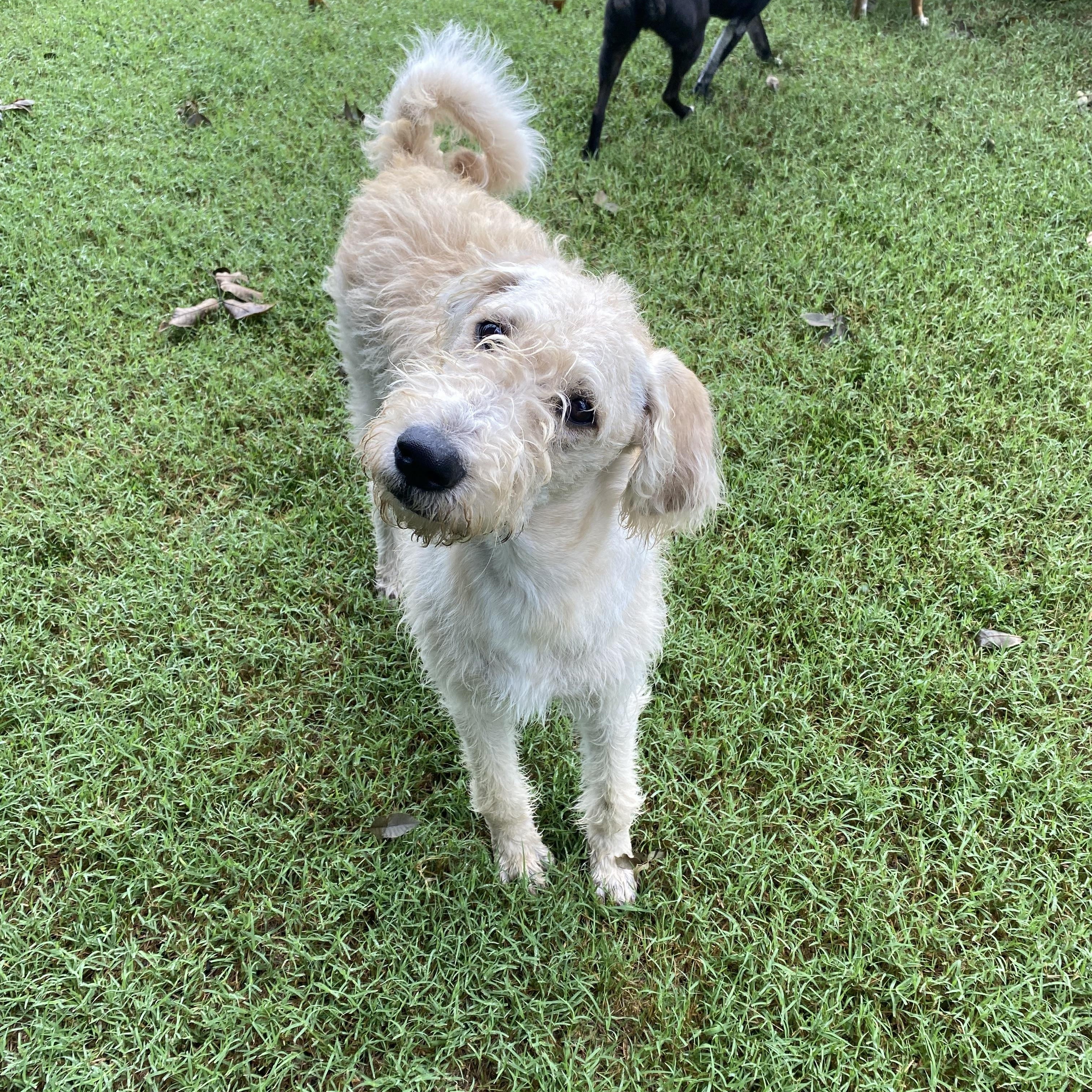 Enlarge Trish, a ADOPTABLE mixed breed in Blytheville, AR image 3/4