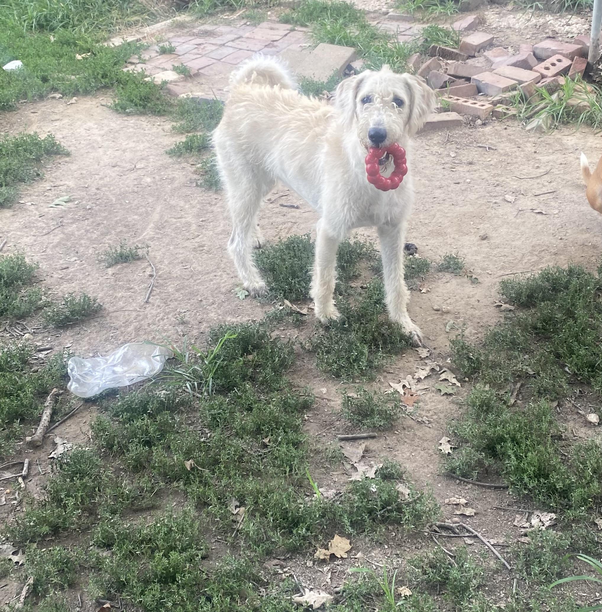 Enlarge Trish, a ADOPTABLE mixed breed in Blytheville, AR image 4/4