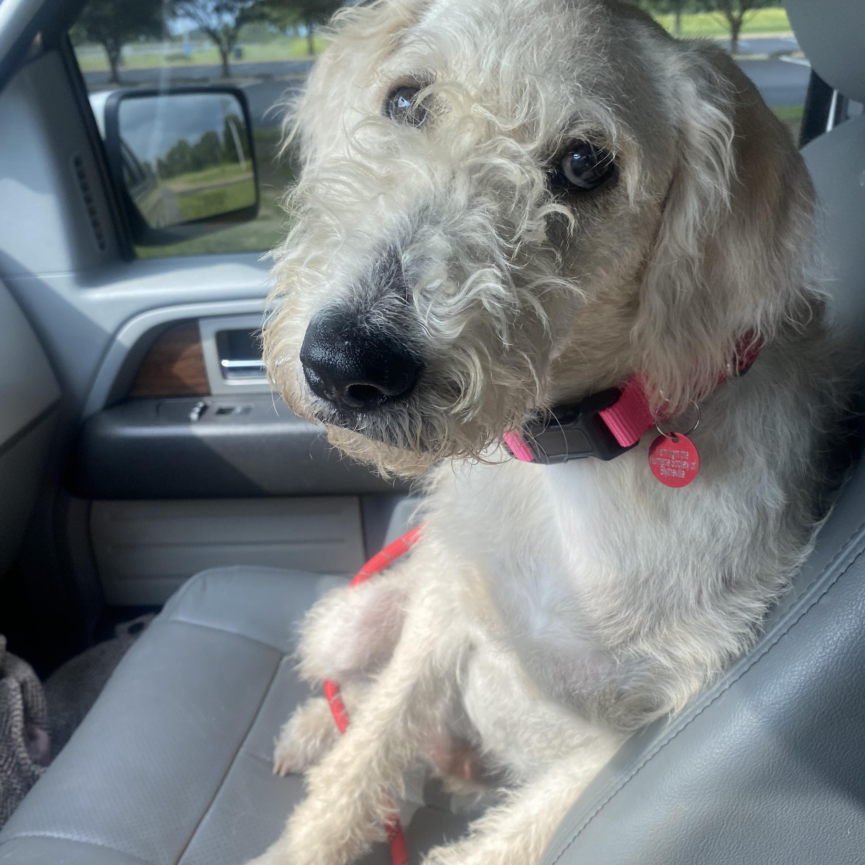Enlarge Trish, an adopted mixed breed in Blytheville, AR image 1/3