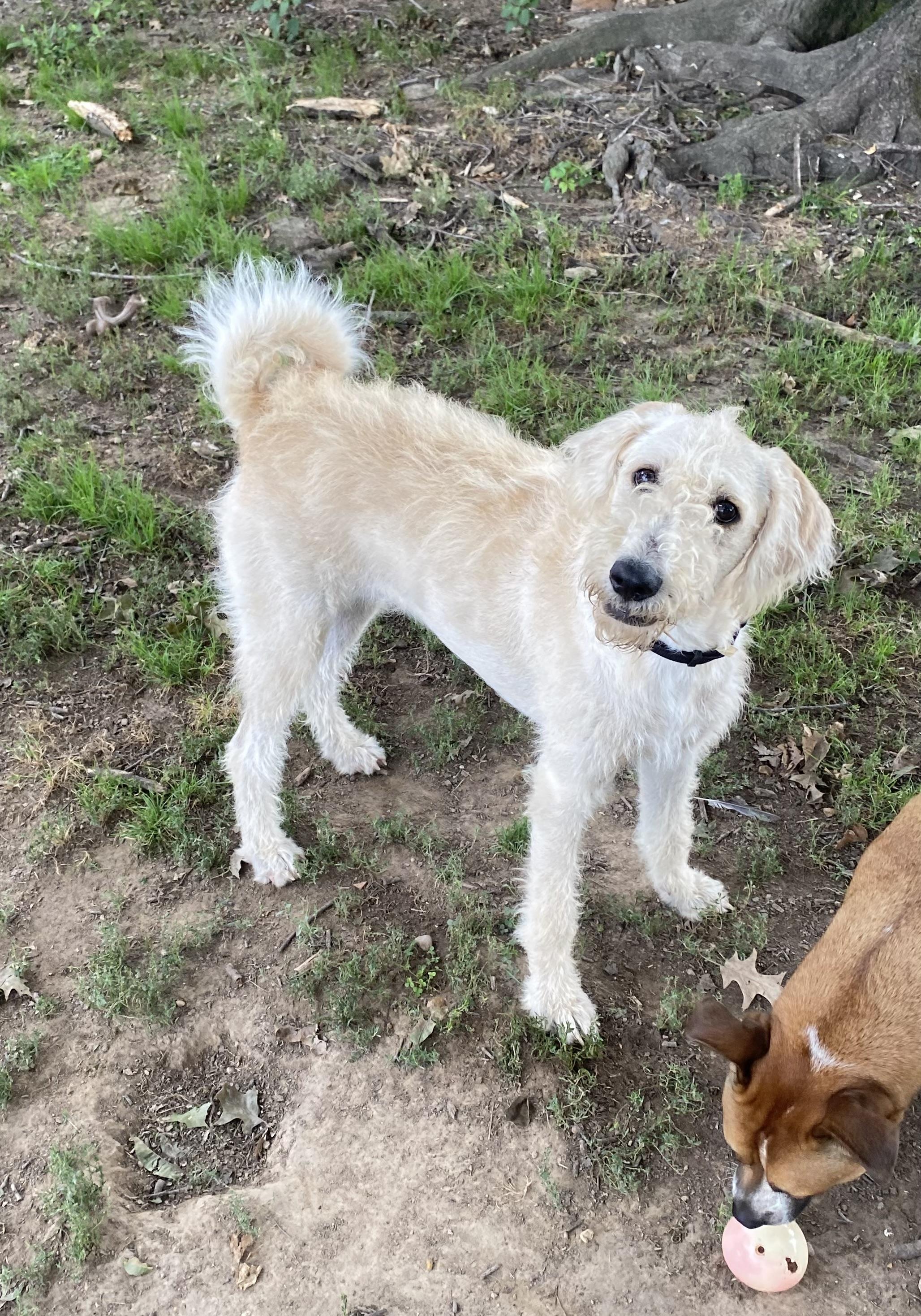 Enlarge Trish, an adopted mixed breed in Blytheville, AR image 2/3
