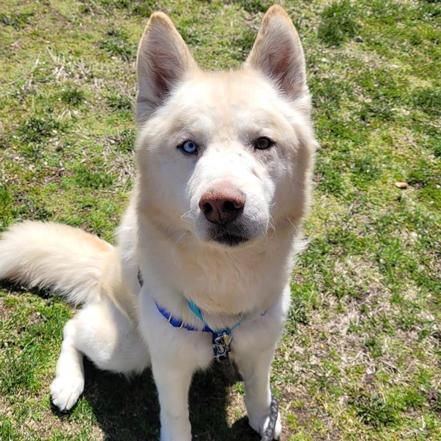 GHOST, Adoptable, Adult Male Siberian Husky.