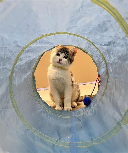 RIVER, Adoptable, Kitten Male Domestic Short Hair.