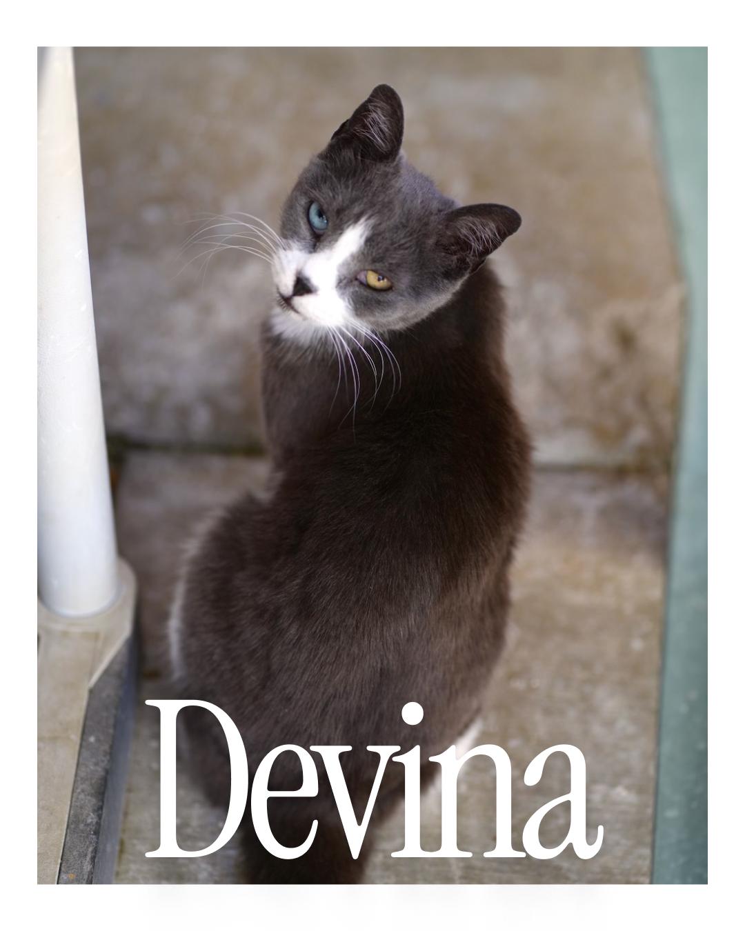 Devina (Multi Colored Eyes)