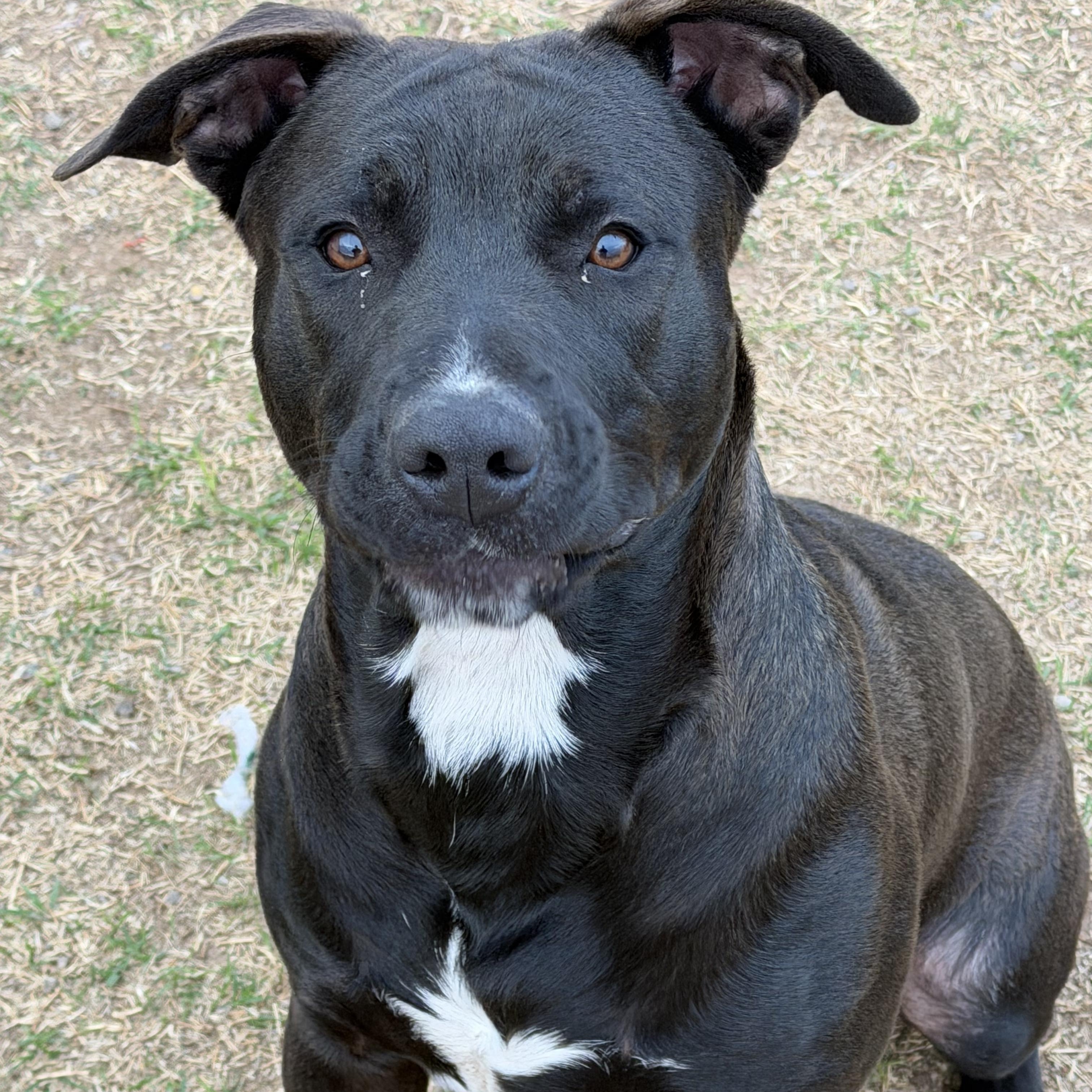 Enlarge Shylo, a ADOPTABLE mixed breed in Geronimo, OK image 3/3