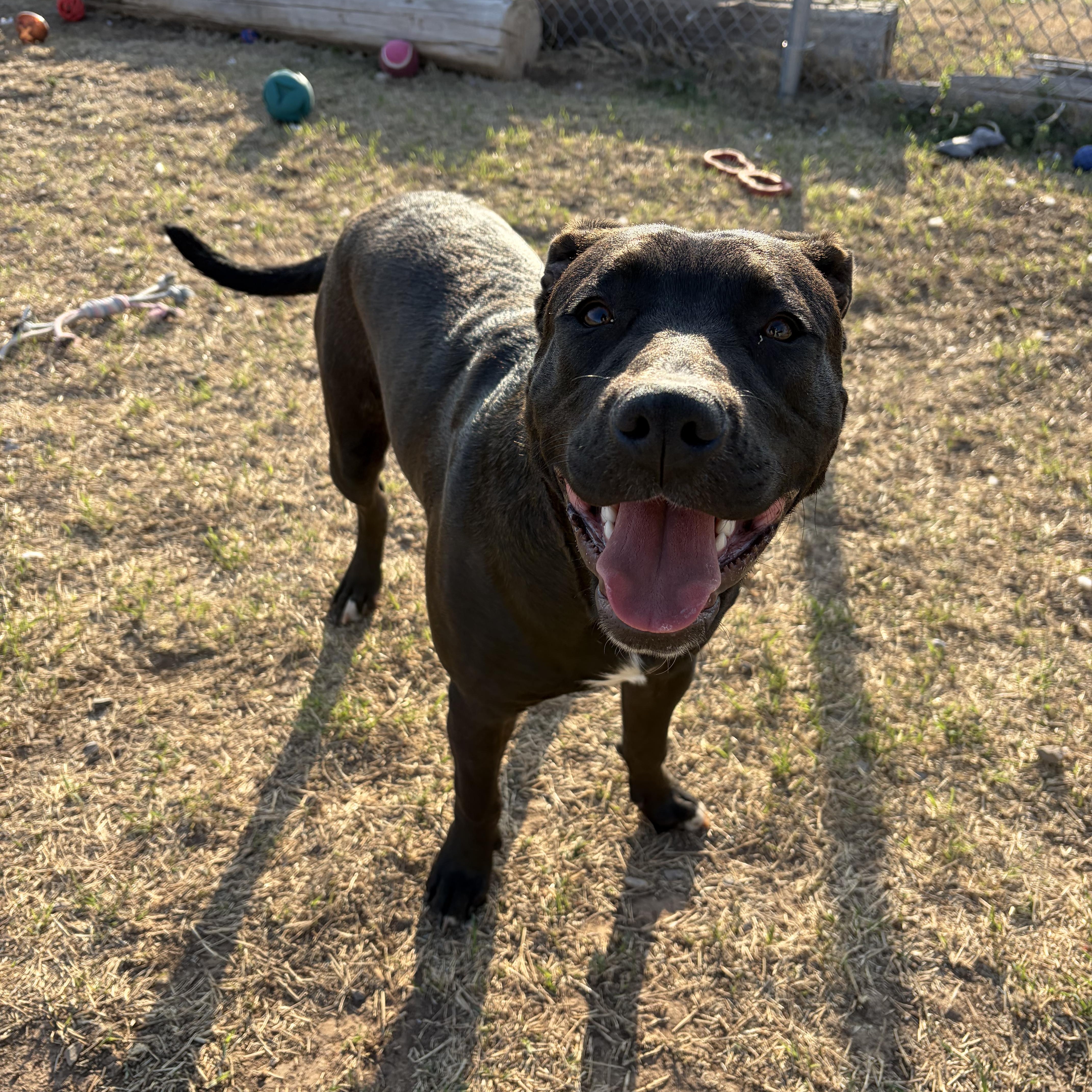 Enlarge Shylo, a ADOPTABLE mixed breed in Geronimo, OK image 2/3