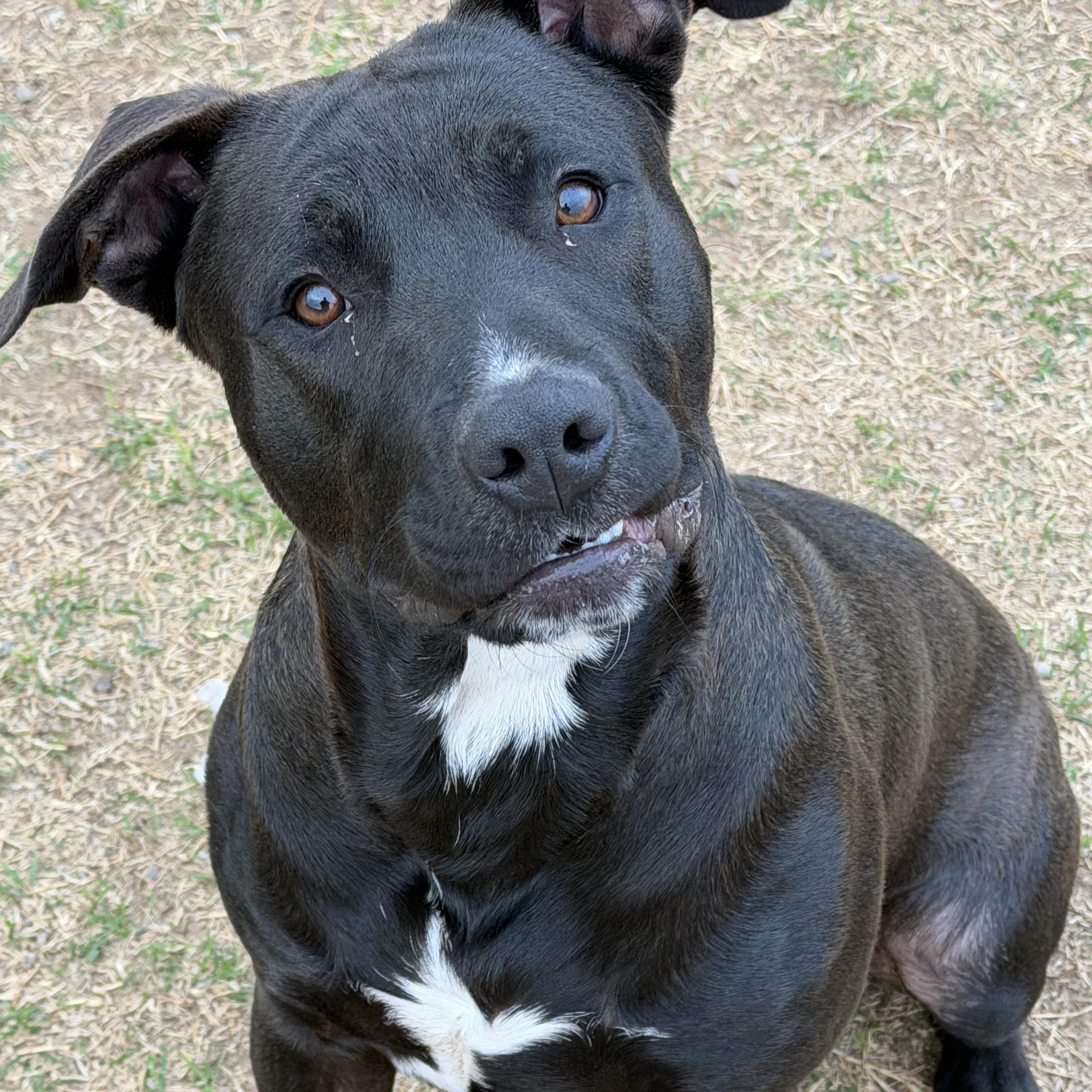 Shylo, ADOPTABLE, Young Male Pit Bull Terrier & Black Labrador Retriever.