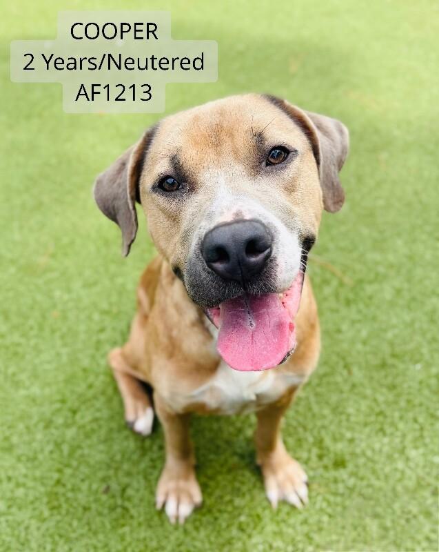 Cooper, Adoptable, Adult Male Pit Bull Terrier & Chow Chow.